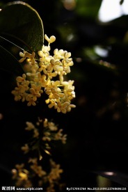 桂花