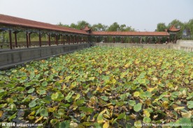 白沙湖公园一景