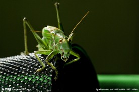 爬上笔筒的蝈蝈