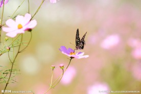 蝶恋花