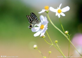 蝶恋花