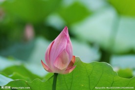 荷花 花蕾