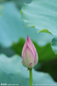 荷花花蕾