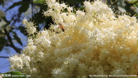 蜜蜂采蜜视频素材