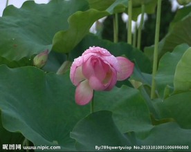 荷花视频素材