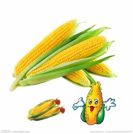 玉米 卡通玉米