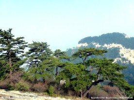 青松树
