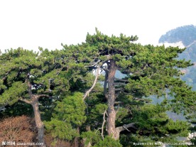 青松树