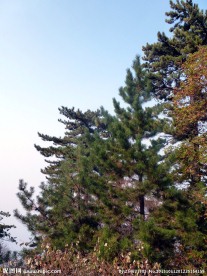 青松树