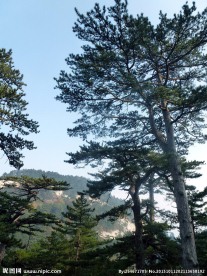 青松树