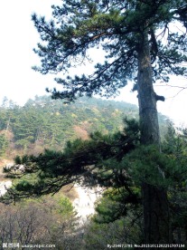 青松树