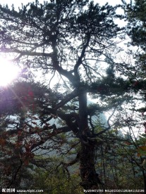 青松树