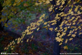 黄枫叶
