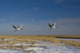 振翅高飞的丹顶鹤