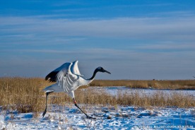 为飞翔助跑的丹顶鹤