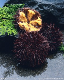 海胆