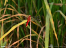 红蜻蜓