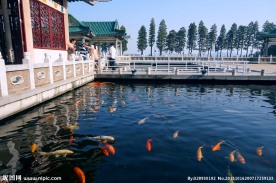 武汉东湖碧潭观鱼