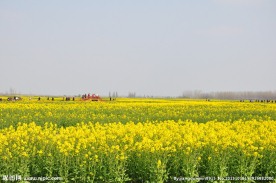 油菜田