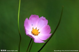 格桑花