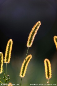狗尾巴草