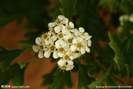 山楂花