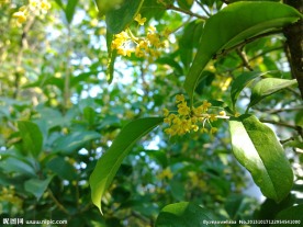 桂花