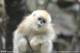 金丝猴