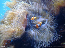 夏威夷之旅图片
