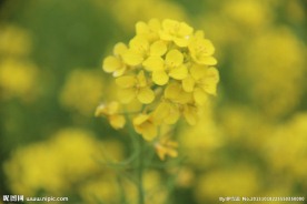 花草 微距 油菜花