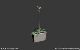 鲜花模型