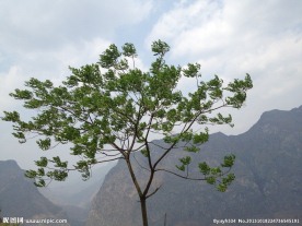 小树