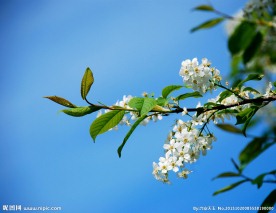稠李子花