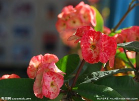 刺梅花
