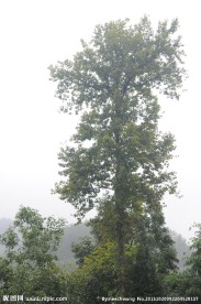 云雾灵山百年古树
