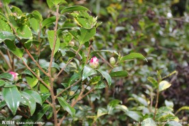 茶树