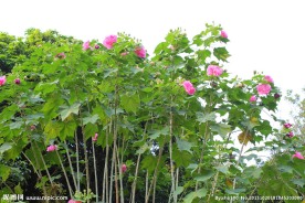 芙蓉花