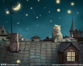 波斯猫