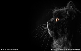 波斯猫