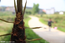 竹子 竹笋 桂阳特产