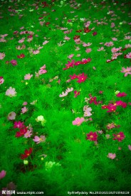 花埔