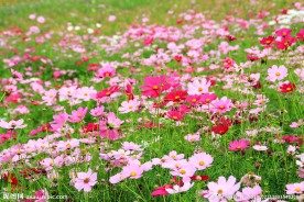 格桑花