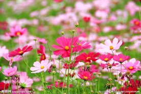 格桑花
