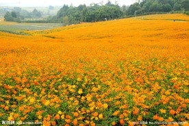 格桑花