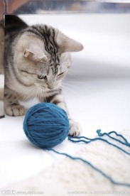 猫咪 宠物猫