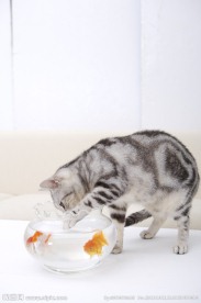 猫咪 宠物猫