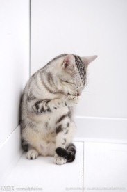 猫咪 宠物猫