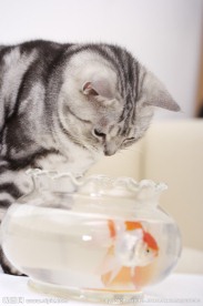 宠物猫 猫咪 鱼缸