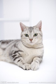 宠物猫 猫咪