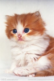 猫咪 宠物猫